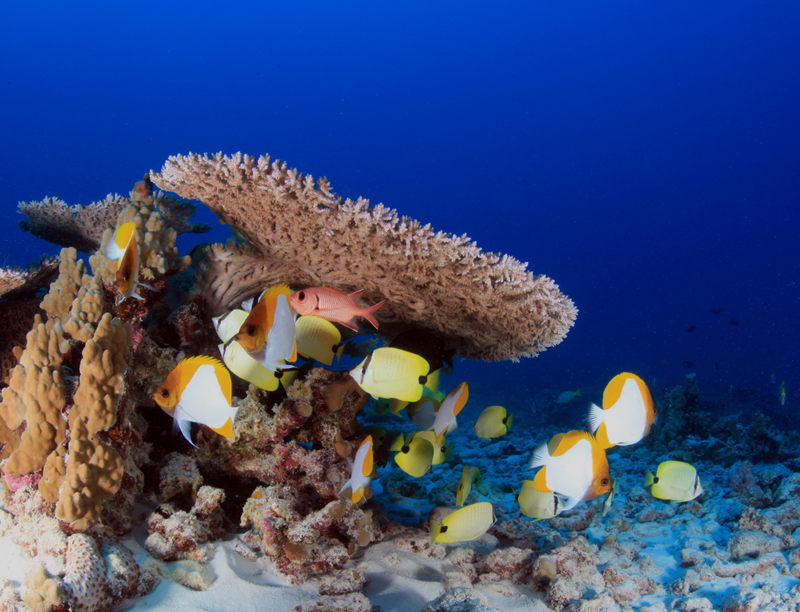 Fish school at Rapture Reef in French Frigate Shoals in Papahānaumokuākea Marine National Monument prior to Hurricane Walaka